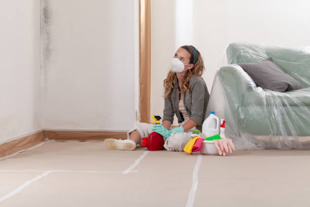 Trusted Basement Mold Remediation service in Quincy, WA - Cheap Mold Removal